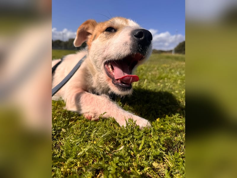 Gegina: kleine Zaubermaus