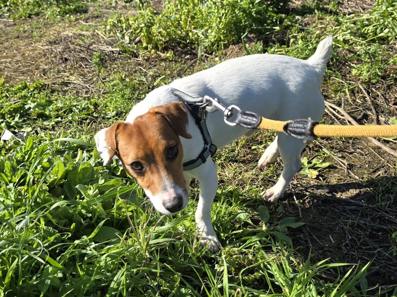 Dennis: wem darf er sein Herz schenken