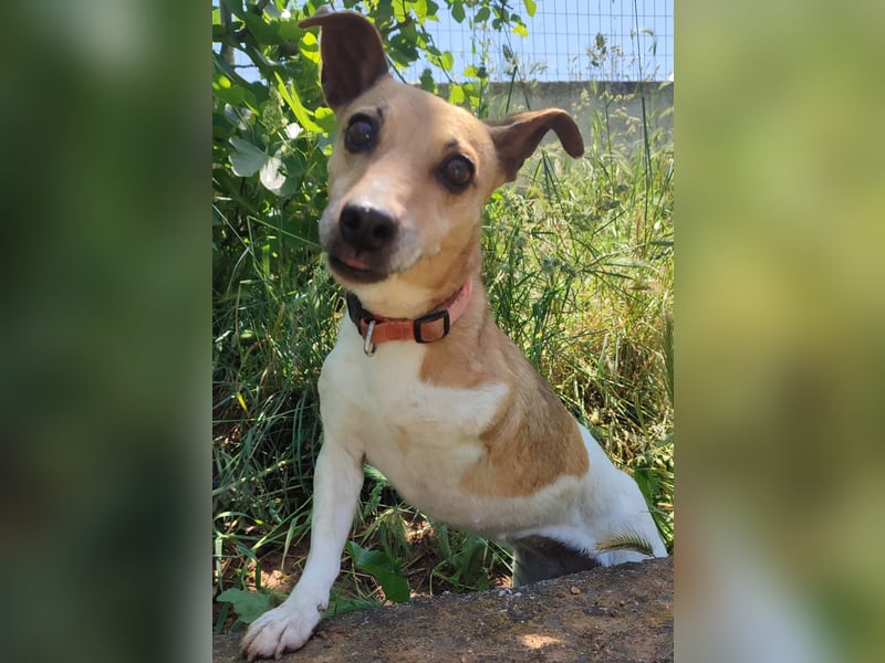 Fitte Jack Russel Seniorinnauf 3 Beinen