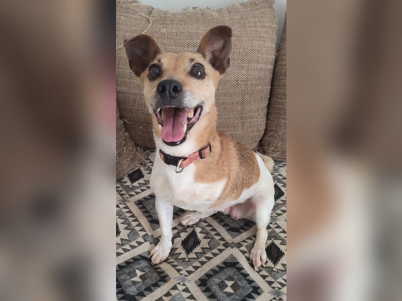 Fitte Jack Russel Seniorinnauf 3 Beinen