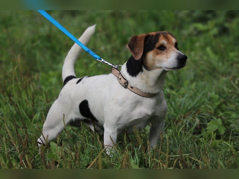 ENZO - das freundliche, soziale Kerlchen möchte mit seiner Familie tolle Abenteuer erleben!