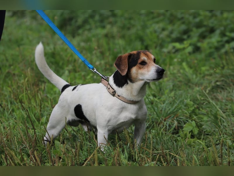 ENZO - das freundliche, soziale Kerlchen möchte mit seiner Familie tolle Abenteuer erleben!