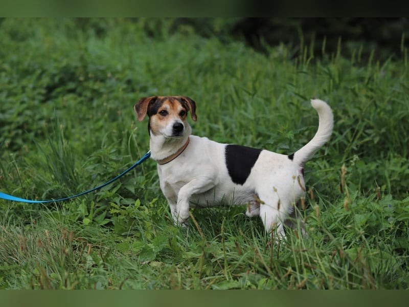 ENZO - das freundliche, soziale Kerlchen möchte mit seiner Familie tolle Abenteuer erleben!