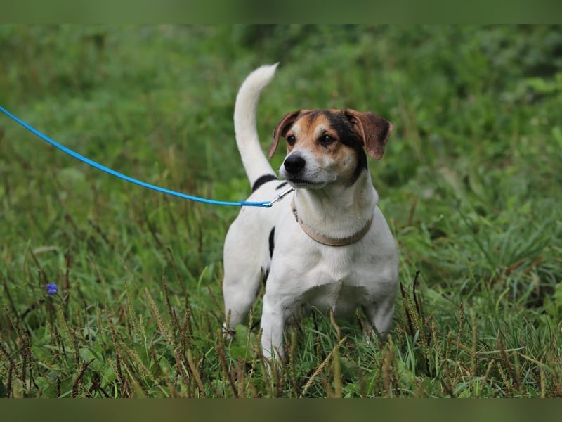ENZO - das freundliche, soziale Kerlchen möchte mit seiner Familie tolle Abenteuer erleben!