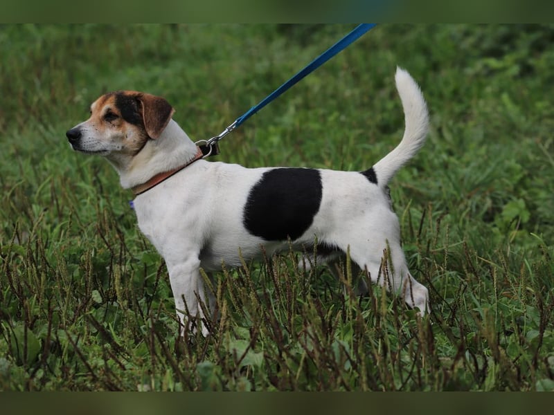 ENZO - das freundliche, soziale Kerlchen möchte mit seiner Familie tolle Abenteuer erleben!
