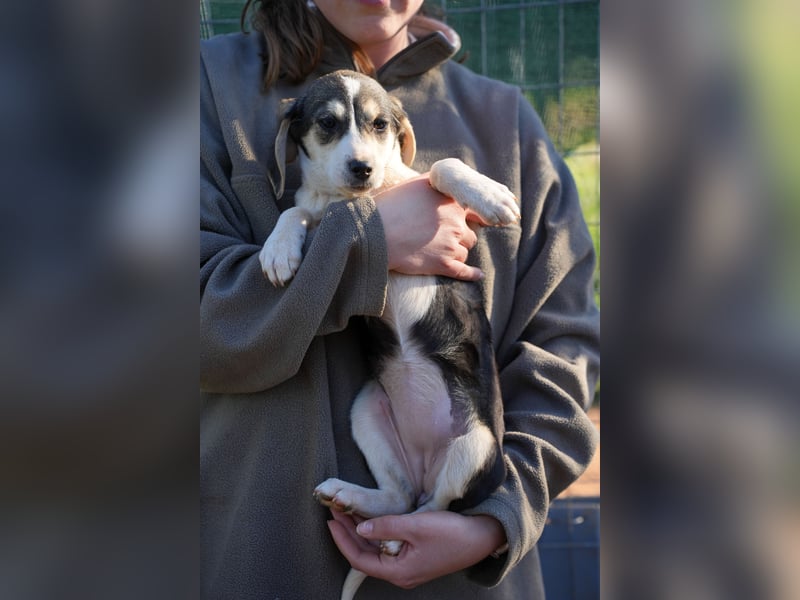 Leon, Lino, Lefis und Lina suchen ab sofort ein Zuhause