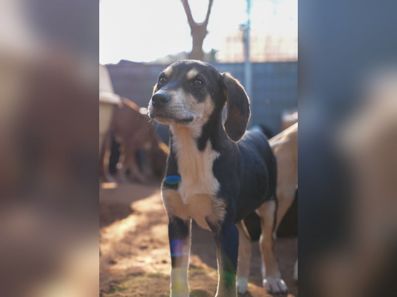 Leon, Lino, Lefis und Lina suchen ab sofort ein Zuhause