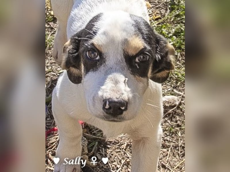 Winzige Sally sucht ein Zuhause