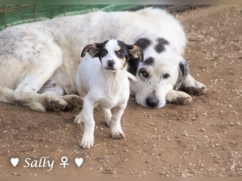 Winzige Sally sucht ein Zuhause
