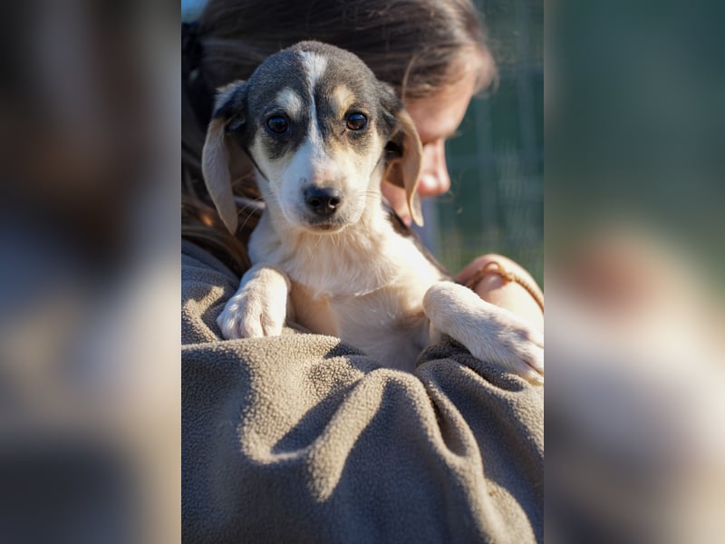 Leon, Lino, Lefis und Lina suchen ab sofort ein Zuhause