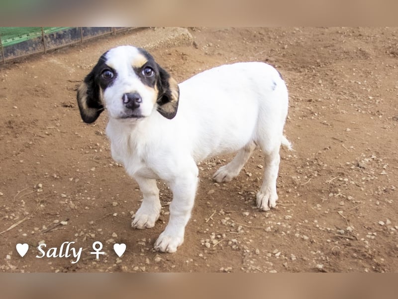 Winzige Sally sucht ein Zuhause