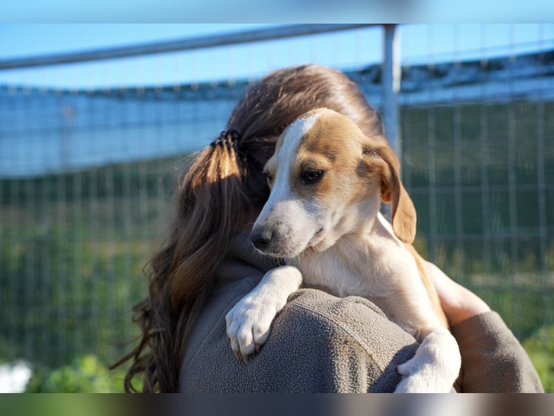 Leon, Lino, Lefis und Lina suchen ab sofort ein Zuhause