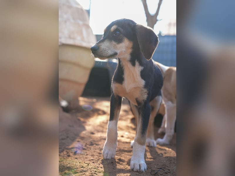 Leon, Lino, Lefis und Lina suchen ab sofort ein Zuhause