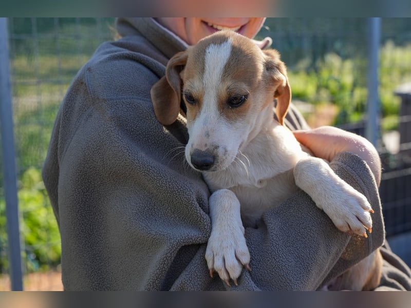 Leon, Lino, Lefis und Lina suchen ab sofort ein Zuhause