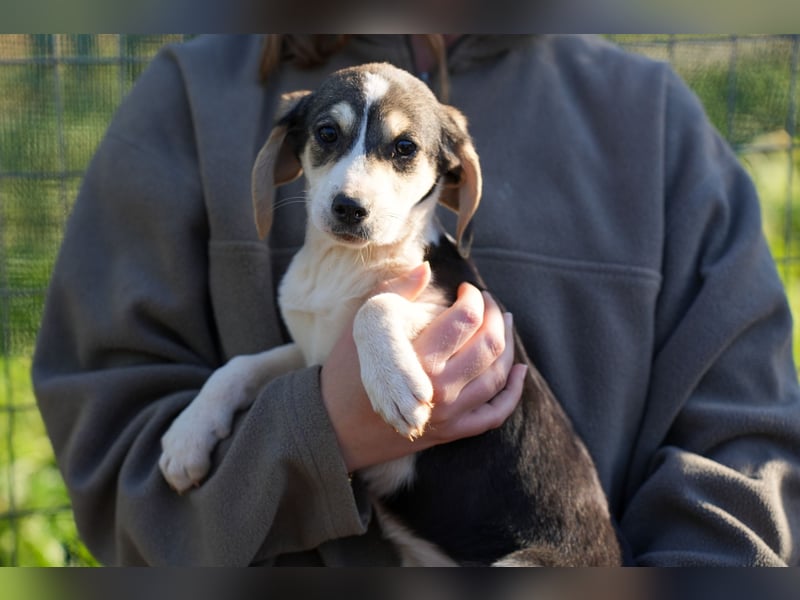 Leon, Lino, Lefis und Lina suchen ab sofort ein Zuhause