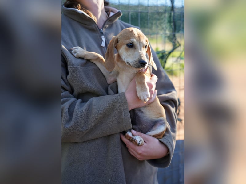 Leon, Lino, Lefis und Lina suchen ab sofort ein Zuhause