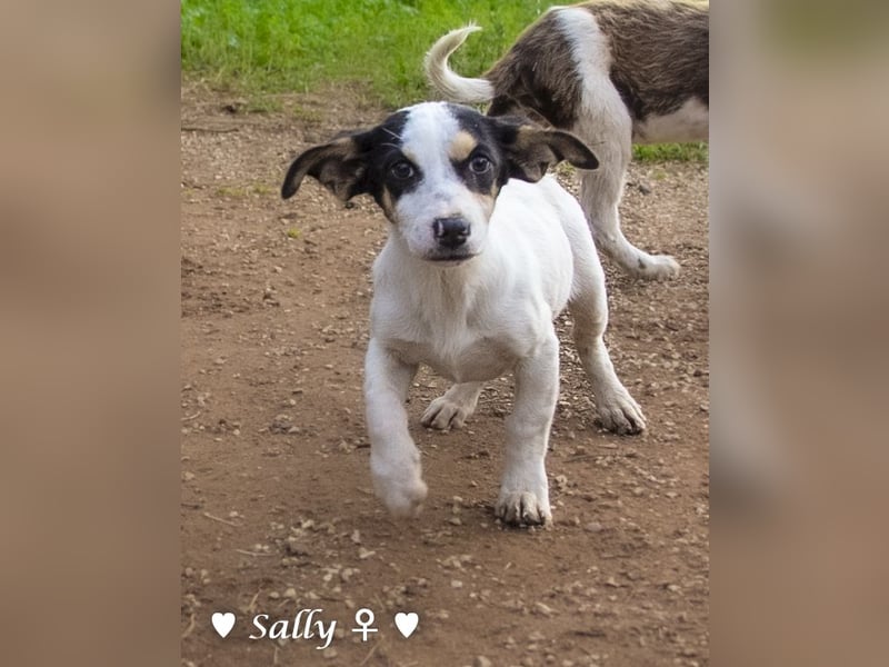 Winzige Sally sucht ein Zuhause