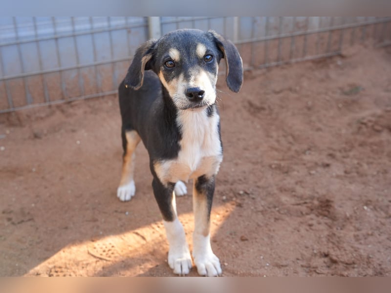 Leon, Lino, Lefis und Lina suchen ab sofort ein Zuhause