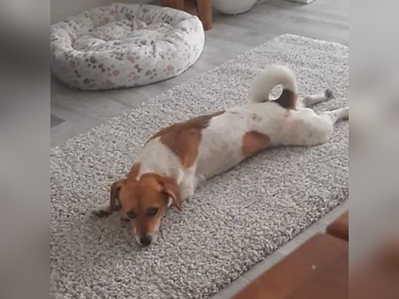 Finni sucht ein neues und liebevolles Zuhause ❤️