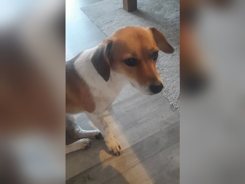 Finni sucht ein neues und liebevolles Zuhause ❤️