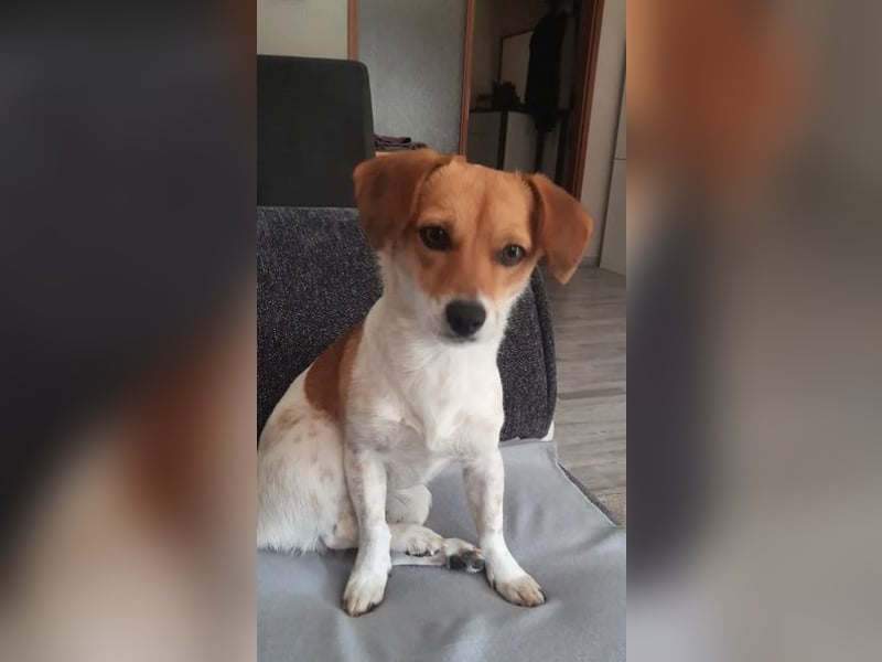 Finni sucht ein neues und liebevolles Zuhause ❤️