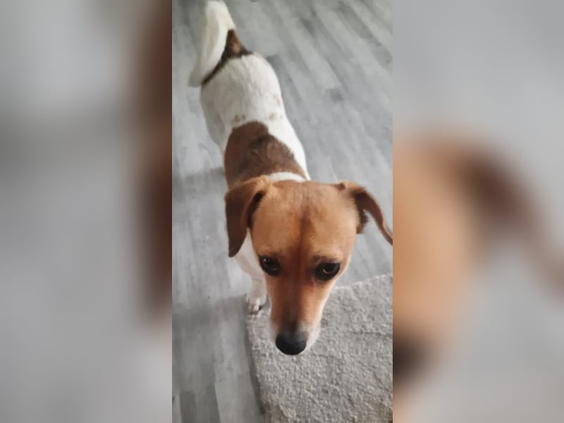 Finni sucht ein neues und liebevolles Zuhause ❤️