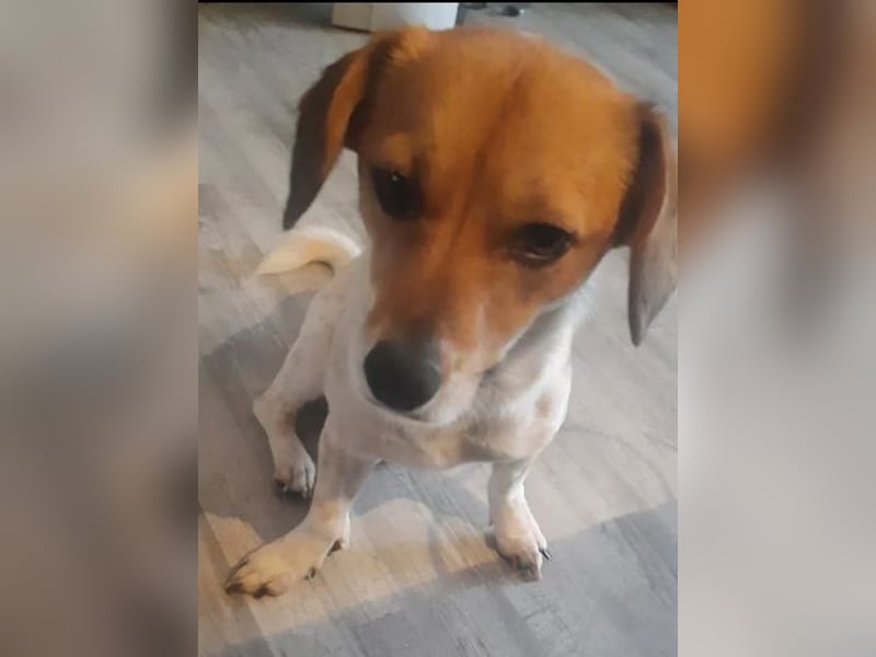 Finni sucht ein neues und liebevolles Zuhause ❤️