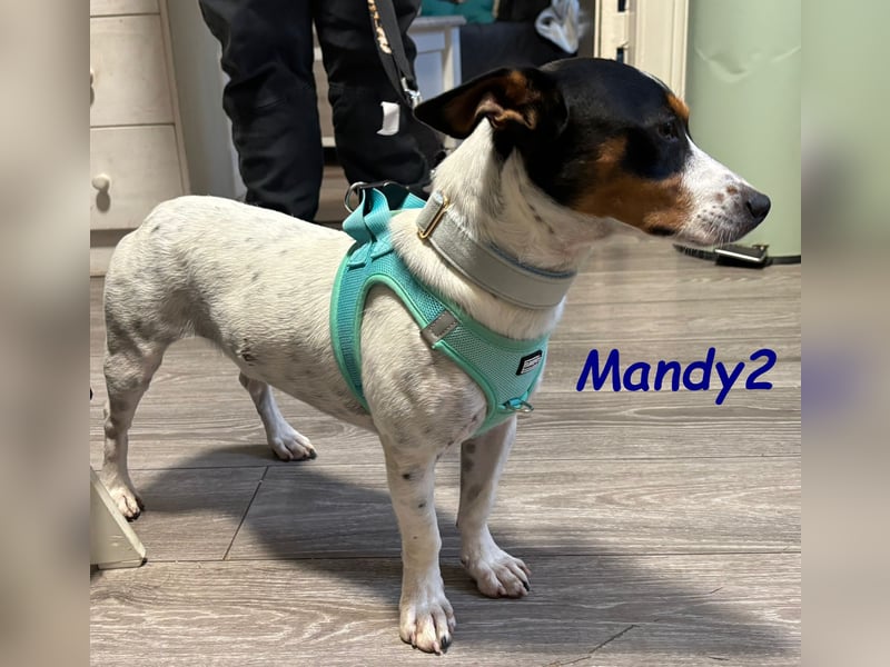 NOTFALL Mandy2 geb. 05/2024 (in Deutschland) - kleiner Jack Russel Terrier Mix Rüde!
