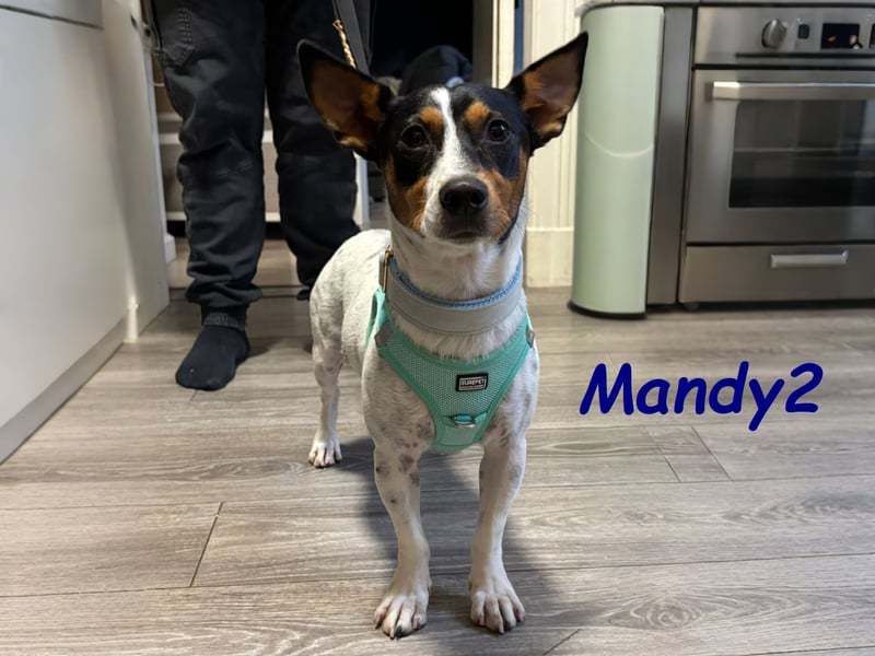 NOTFALL Mandy2 geb. 05/2024 (in Deutschland) - kleiner Jack Russel Terrier Mix Rüde!