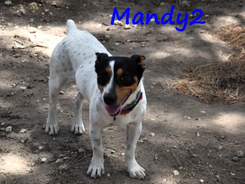 NOTFALL Mandy2 geb. 05/2024 (in Deutschland) - kleiner Jack Russel Terrier Mix Rüde!