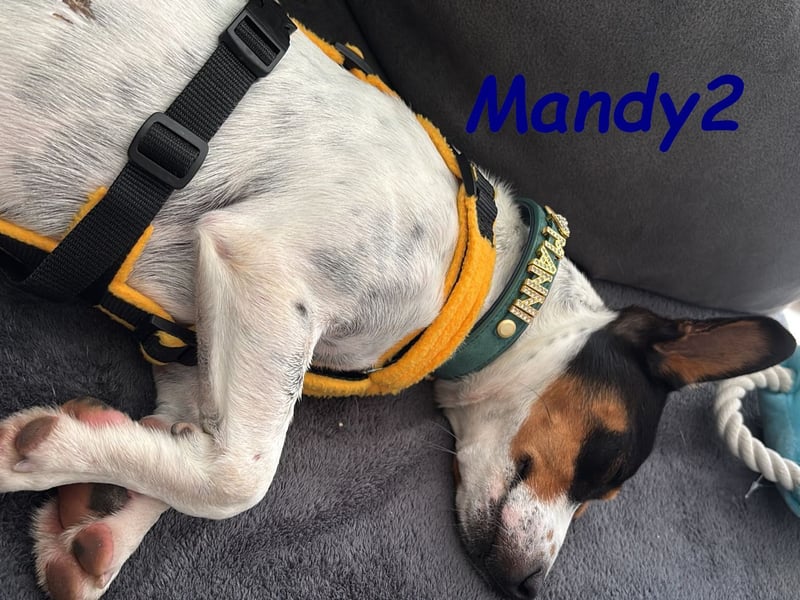 NOTFALL Mandy2 geb. 05/2024 (in Deutschland) - kleiner Jack Russel Terrier Mix Rüde!