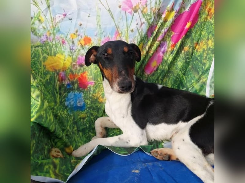 Fido kluger freundlicher Jack Russel Mix