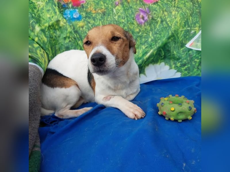 Herceg kluger, lebensfroher Jack Russell Mix