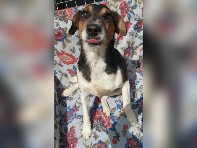 Fürge ein kluger witziger Jack Russell Mix