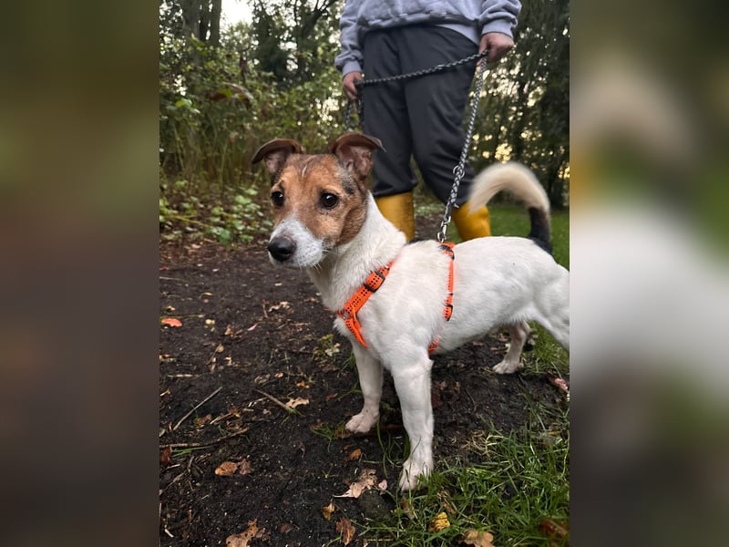 Herceg lebensfroger, kluger Jack Russelmischling geb.01.06.2020