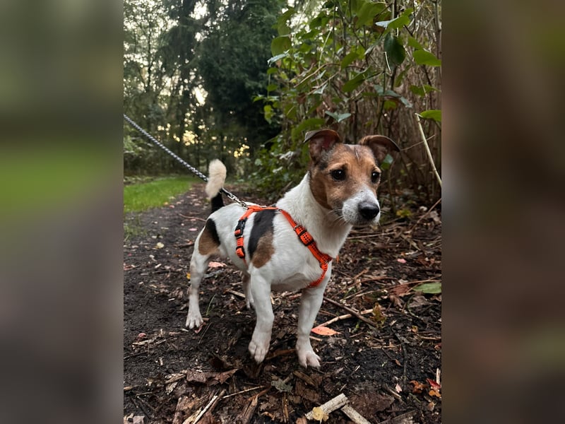 Herceg lebensfroger, kluger Jack Russelmischling geb.01.06.2020