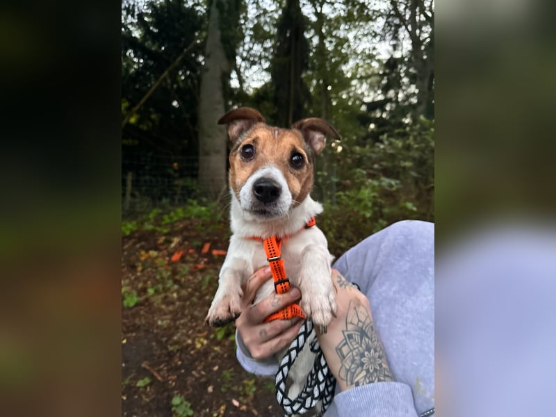 Herceg fröhlicher Herzenshund sucht sein Glück geb.2020