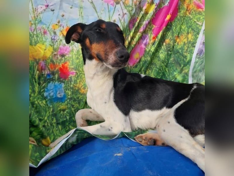 Fido kluger freundlicher Jack Russel Mix