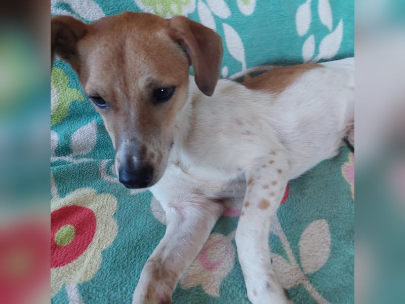 Szotyi, junger aufgeweckter Jack Russel Mix Rüde