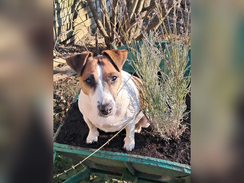 Jack Russell Terrier geb.2022