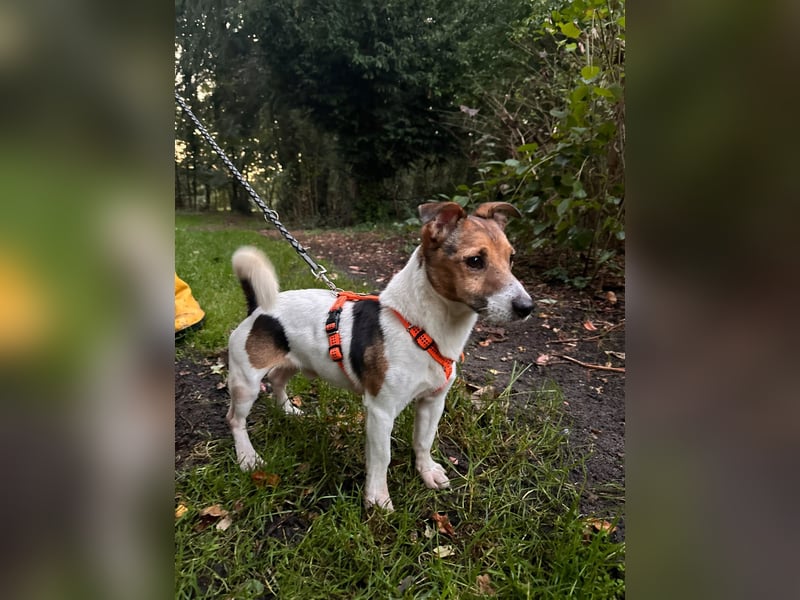 Herceg lebensfroger, kluger Jack Russelmischling geb.01.06.2020