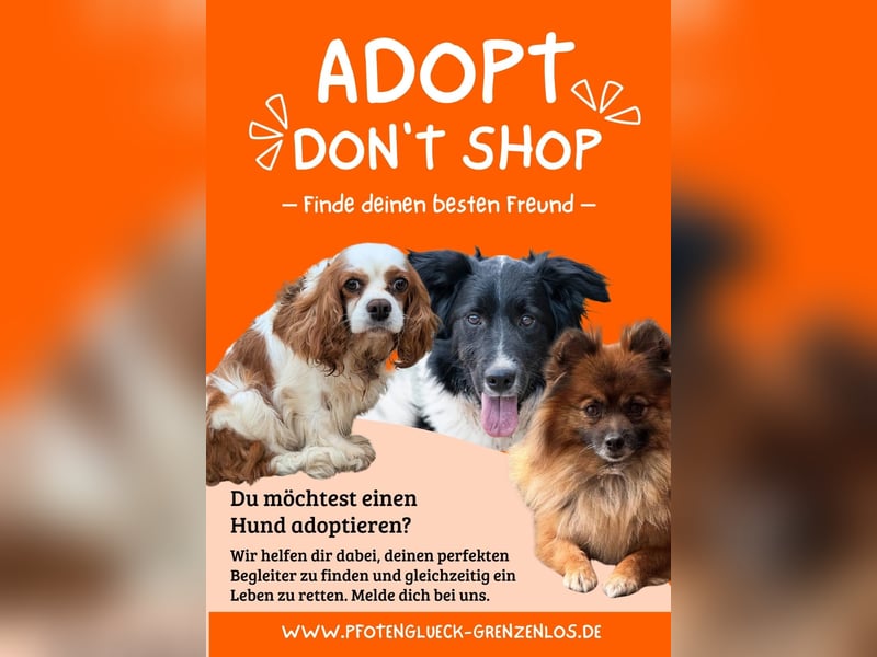 Herceg lebensfroger, kluger Jack Russelmischling geb.01.06.2020