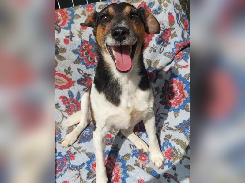 Fürge ein kluger witziger Jack Russell Mix