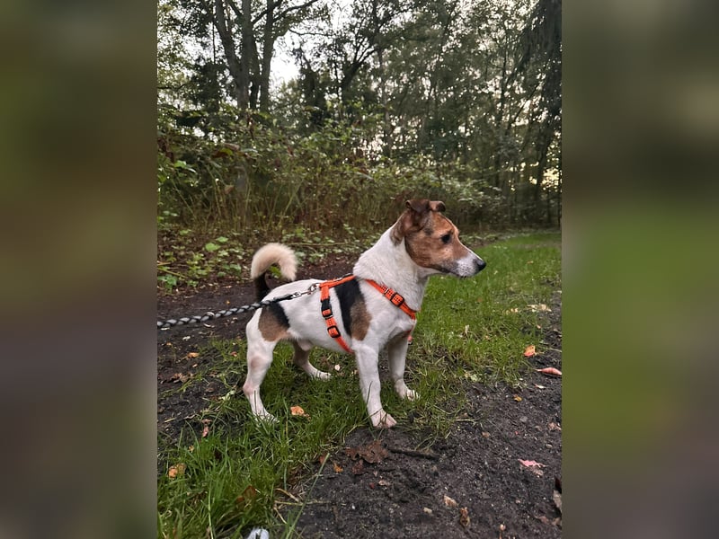 Herceg lebensfroger, kluger Jack Russelmischling geb.01.06.2020