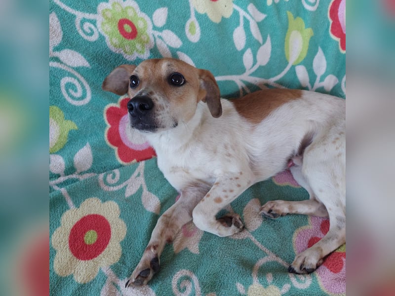 Szotyi, junger aufgeweckter Jack Russel Mix Rüde