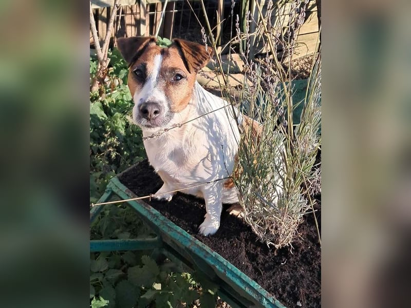 Jack Russell Terrier geb.2022