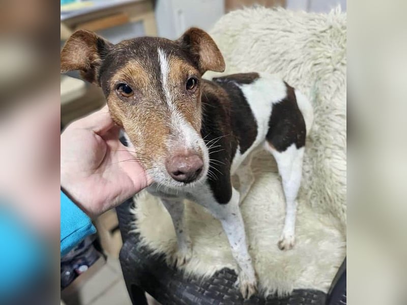 ♥ALBERTO♥ fröhlicher, aktiver, sehr anhänglicher und verschmuster kleiner Kerl 25-30 cm