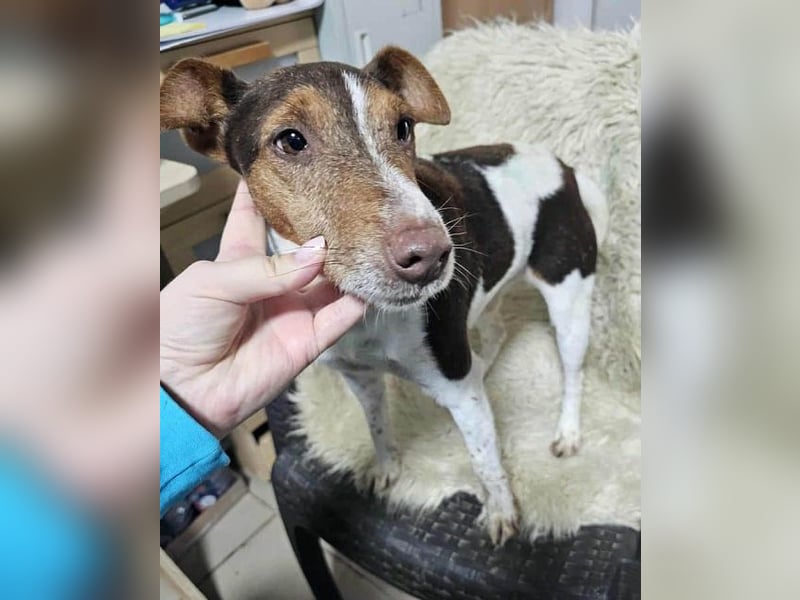 ♥ALBERTO♥ fröhlicher, aktiver, sehr anhänglicher und verschmuster kleiner Kerl 25-30 cm