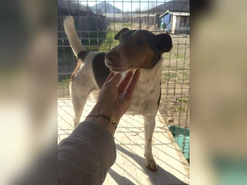 ♥ALBERTO♥ fröhlicher, aktiver, sehr anhänglicher und verschmuster kleiner Kerl 25-30 cm