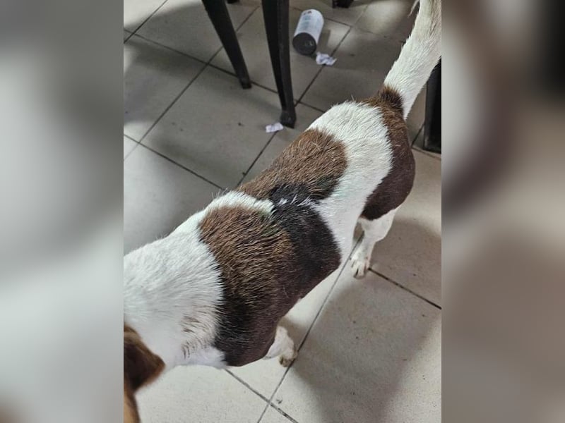 ♥ALBERTO♥ fröhlicher, aktiver, sehr anhänglicher und verschmuster kleiner Kerl 25-30 cm